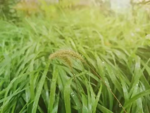 4911876d18674b208c2a9b424f6fe68b.jpg 4911876d18674b208c2a9b424f6fe68b.jpg